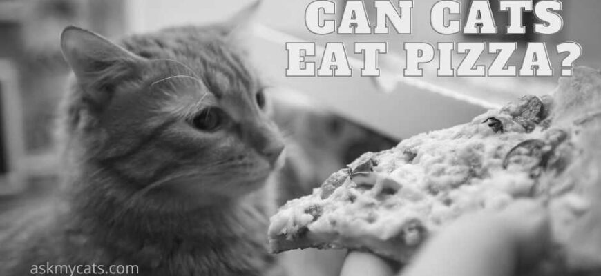 Why Do Cats Love Eating Pizza? image 0