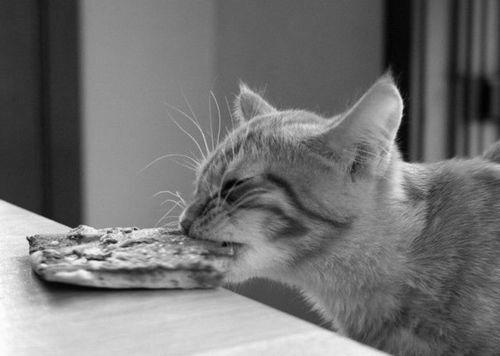 Why Do Cats Love Eating Pizza? image 1
