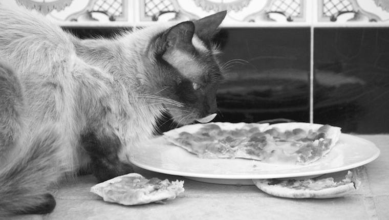 Why Do Cats Love Eating Pizza? image 2