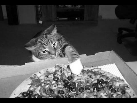 Why Do Cats Love Eating Pizza? image 3