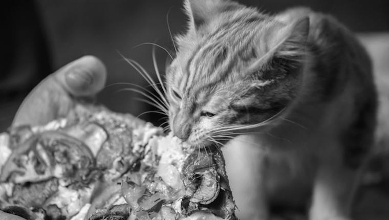Why Do Cats Love Eating Pizza? image 4