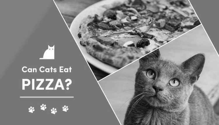 Why Do Cats Love Eating Pizza? image 6