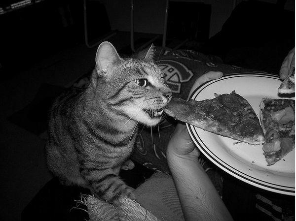 Why Do Cats Love Eating Pizza? image 7