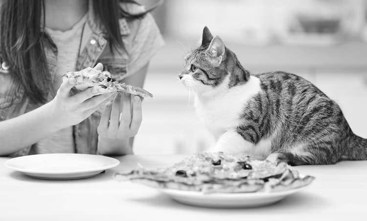 Why Do Cats Love Eating Pizza? image 9