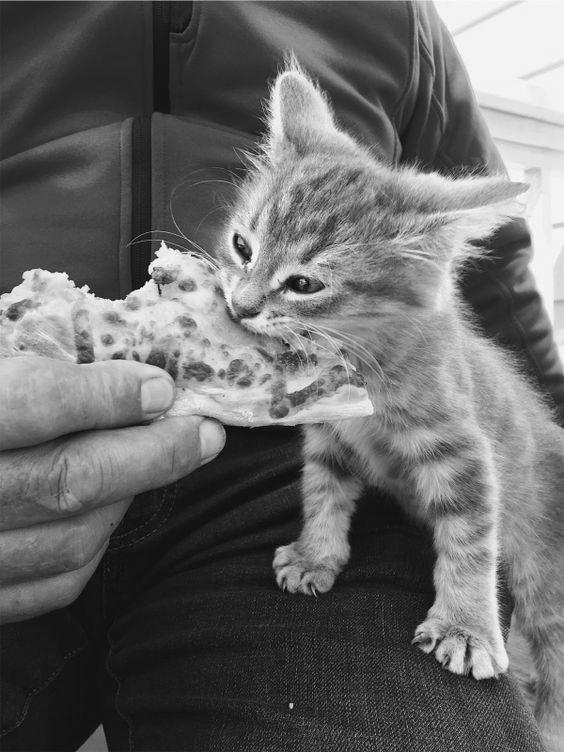 Why Do Cats Love Eating Pizza? image 10