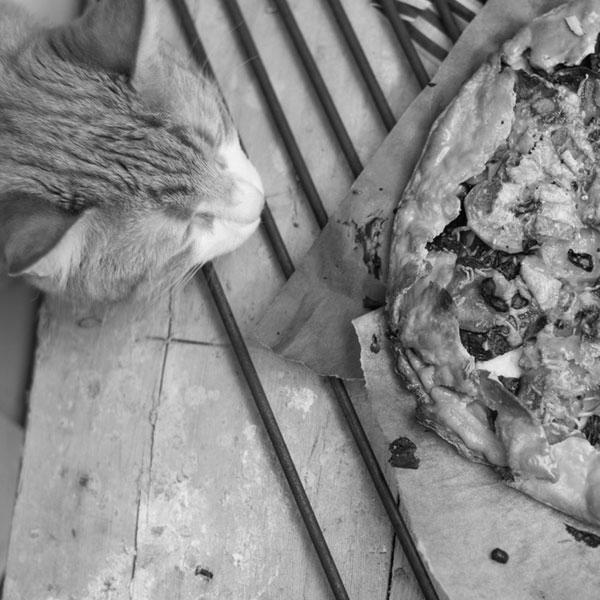 Why Do Cats Love Eating Pizza? image 11